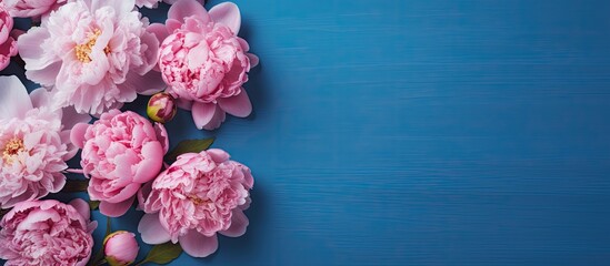 Poster - Beautiful pink peony flowers on blue background with copy space for your text top view and flat lay style concept