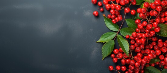 Wall Mural - Rowan leaves in the corners red and juicy. copy space available