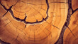 Large circular piece of wood cross section with tree ring texture pattern 