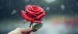 Valentine s day concept with a hand holding a red rose providing a romantic gesture The copy space image adds to the overall effect