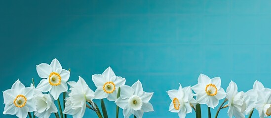 Poster - Several white daffodils on blue background Studio Photo. copy space available