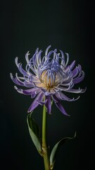 Wall Mural - flower in studio background