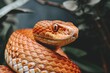 © volga - Close-up of a vivid orange snake in natural habitat