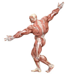 Wall Mural - Bodybuilder with muscle Character isolated 3d rendered illustration