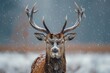 Deer in the snow