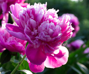 Sticker - pink peony