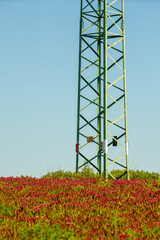 Wall Mural - High voltage pole and wires in a field of flowers