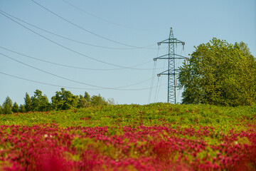 Wall Mural - High voltage pole and wires in a field of flowers