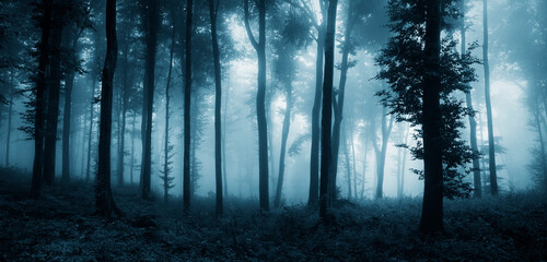 Wall Mural - dark fantasy forest in fog, woods landscape panorama