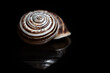 © leopictures - Close-up of the shell of a sea snail. The spirals are clearly visible. The snail shell lies in front of a dark background.