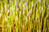 Fototapeta  - Wheatgrass seedlings close-up, illuminated by the sun. Vegan healthy food.