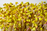 Fototapeta  - Red radish sprouts close-up. Growing micro greens for a healthy diet. Vegan food.