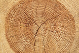 Fototapeta  - Texture of sawn logs with growth rings. Natural background.