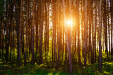 Fototapeta  - Sunbeams streaming through the pine trees and illuminating the young green foliage on the bushes in the pine forest in spring.
