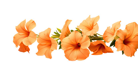 Orange flowers branch isolated on transparent background cutout, for decorating banners