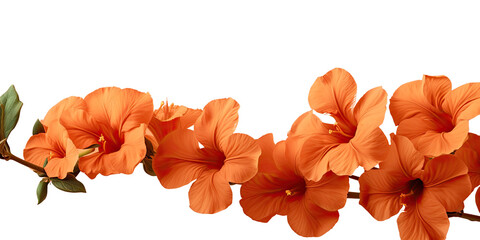 Orange flowers branch isolated on transparent background cutout, for decorating banners