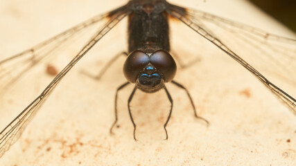 Wall Mural - Details of the eyes of a black dragonfly