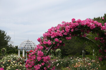 Wall Mural - rose garden in spring