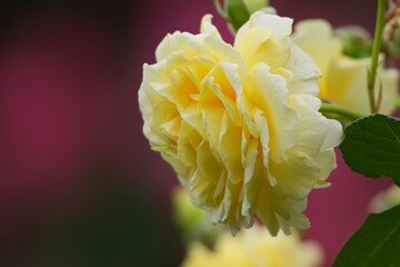 Wall Mural - rose garden in spring