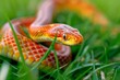 © Alepatika9023 - Corn snake reptile close up