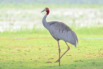 Wall Mural - Eastern Sarus Crane, Antigone antigone sharpii in sarus crane reintroduction project Thailand.