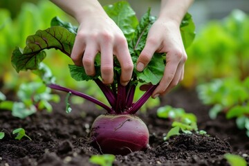 Canvas Print - Earthy Beetroot organic harvest green. Raw plant. Generate Ai