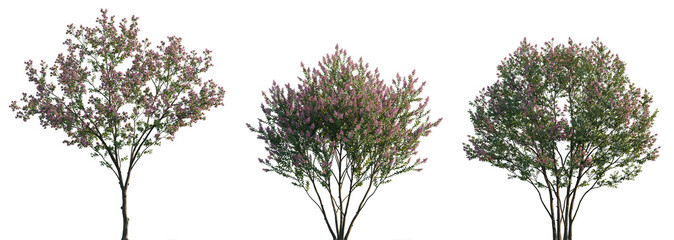 Wall Mural - lagerstroemia micrantha pink blossoming frontal set street summer trees and bush isolated png on a t