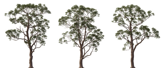 Wall Mural - eucalyptus citriodora tree frontal trees isolated png in sunny daylight on a transparent background 