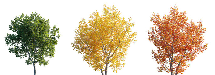 populus tremula street summer trees isolated png on a transparent background premium cutout green, y