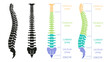 © 4zevar - Human spinal column structure with backbone and spine skeletal icon