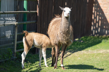 Wall Mural - little llama