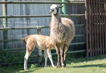 Wall Mural - little llama