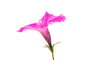 Poster - Petunia flower isolated