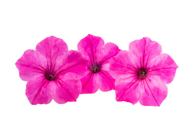 Wall Mural - Petunia flower isolated