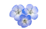 Fototapeta Londyn - Nemophila flowers isolated