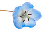 Fototapeta Londyn - Nemophila flowers isolated