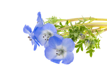 Canvas Print - Nemophila flowers isolated