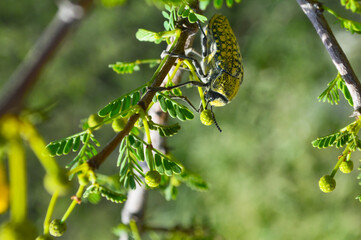 Canvas Print - colorful julodis on a branch of a tree