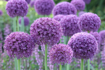 closeup of the large round flower heads of the spring flowering perennial garden bulb allium gladiat