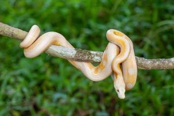 Wall Mural - Phyton Albino in Branch