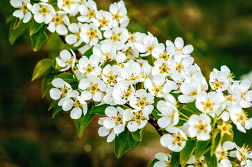 Wall Mural - Macro photo blooming pear branch on blurred background. White flower, green leaves. Spring concept.