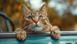 A cat is sitting on the hood of a car and looking out the window by AI generated image
