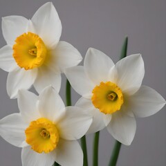 Vibrant Yellow-Orange Narcissus Bloom, Narcissus flower close-up, ikebana art