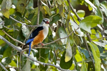 Wall Mural - Grey-Headed Kingfisher (Halcyon leucocephala) in South Luangwa National Park. Zambia. Africa.