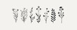 © Влада Яковенко - Wild herb, flowers and grass hand drawn in doodle style. vector simple illustration