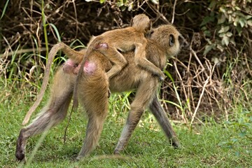 Wall Mural - Chacma Baboon (Papio ursinus) in South Luangwa National Park. Zambia. Africa.