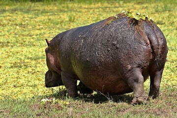 Wall Mural - Hippo (Hippopotamus amphibius) in South Luangwa National Park. Zambia.Africa.