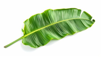 Wall Mural - lush green banana leaf with vibrant tropical texture isolated on white background nature photo