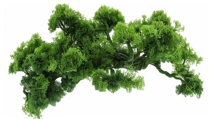 macro view of lush green bryophyte tree with intricate details isolated on white with alpha channel 