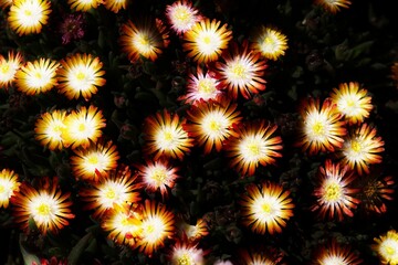 Wall Mural - colorful daisy in bloom in spring